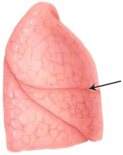 In this lateral view of the right lung, the arrow is pointing to which structure?   A)  hilum B)  cardiac notch C)  apex D)  horizontal fissure