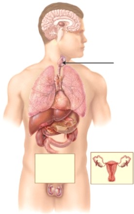 What is the name of the endocrine gland indicated by the line?   A)  pituitary B)  pancreas C)  thymus D)  thyroid