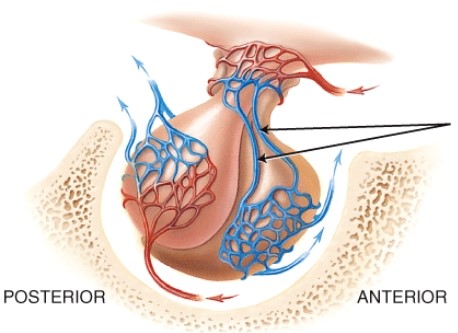 The lines are pointing to which of the following?   A)  superior hypophyseal artery B)  hypophyseal portal veins C)  inferior hypophyseal artery D)  posterior hypophyseal veins