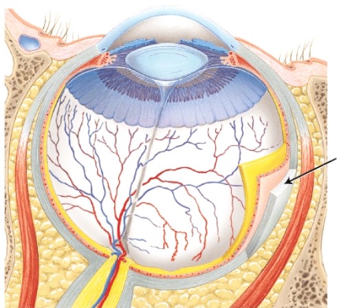 The structure indicated by the arrow is _____  