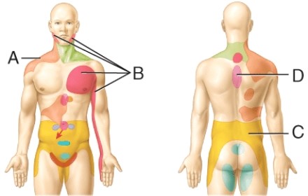 Referred pain site for the kidneys   A)  A B)  B C)  C D)  D