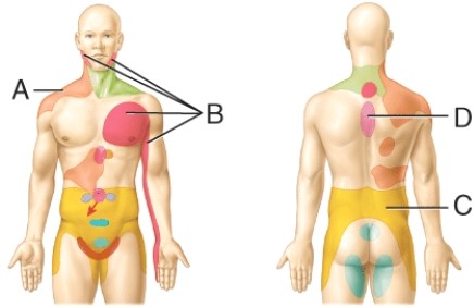 Referred pain site for the liver and gallbladder   A)  A B)  B C)  C D)  D