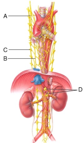 This leader line points to the greater splanchnic nerve which synapses with postganglionic cell bodies in the celiac ganglion.   A)  A B)  B C)  C D)  D