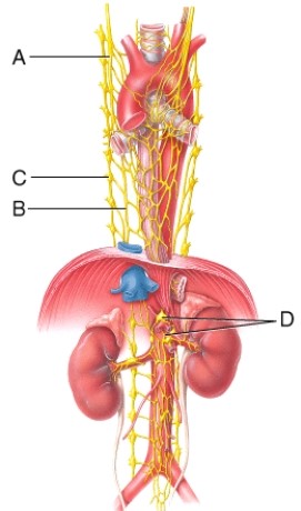 This leader line points to right vagus (X)  nerve which supplies parasympathetic fibers to most of the trunk viscera.   A)  A B)  B C)  C D)  D
