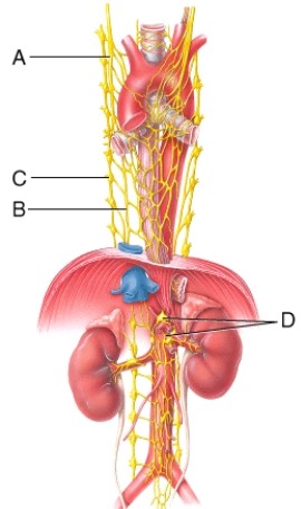 This leader line points to the right sympathetic trunk ganglion which receives preganglionic axons from thoracic and lumbar spinal cord segments.   A)  A B)  B C)  C D)  D