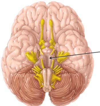 The structure indicated by the arrow is the _____.   A)  pons B)  midbrain C)  thalamus D)  medulla oblongata