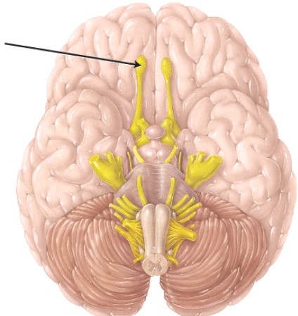The structure indicated by the arrow is involved with which function?   A)  vision B)  hearing C)  taste D)  smell