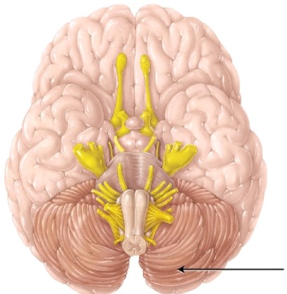 This structure is separated from the occipital lobe of the cerebrum by a fold of the dura mater referred to as the   A)  transverse fissure. B)  longitudinal fissure. C)  falx cerebri. D)  tentorium cerebelli.