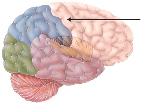 The structure indicated by the arrow is primarily involved with which of the following?   A)  smell B)  vision C)  motor control D)  sensory perception