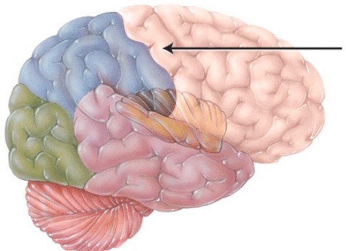This structure sends information directly to the cerebellum via the _____ cerebellar peduncles.   A)  superior B)  middle C)  inferior