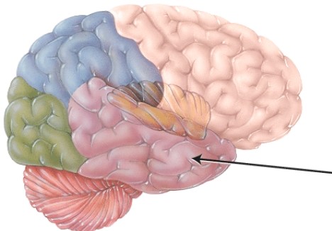 This structure is separated from the frontal lobe by the   A)  central sulcus. B)  falx cerebri. C)  lateral cerebral sulcus. D)  transverse fissure.