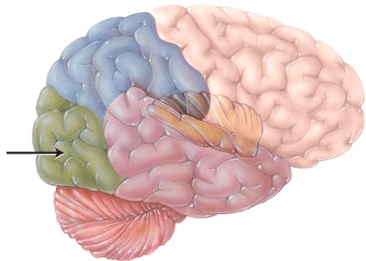 This structure is separated from the cerebellum by the   A)  central sulcus. B)  transverse fissure. C)  longitudinal fissure. D)  falx cerebelli.