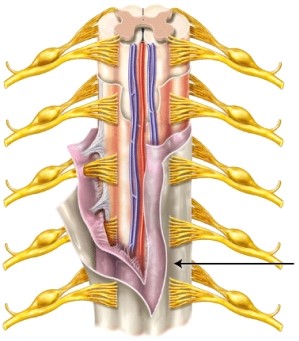 The meninx indicated by the line is the _____   A)  pia mater B)  arachnoid mater C)  dura mater
