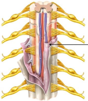 The meninx indicated by the line is the _____   A)  pia mater B)  arachnoid mater C)  dura mater