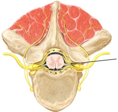 The part of the spinal cord indicated by the line is the _____   A)  posterior (dorsal)  root B)  posterior (dorsal)  ramus C)  anterior (ventral)  root D)  anterior (ventral)  ramus