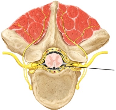 The part of the spinal cord indicated by the line is the _____   A)  anterior (ventral)  root B)  posterior (dorsal)  root C)  rami communicantes D)  spinal nerve