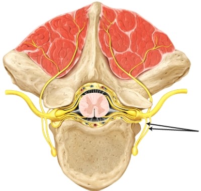 The structure(s)  indicated by the lines is/are the _____   A)  anterior (ventral)  ramus B)  posterior (dorsal)  ramus C)  rami communicantes D)  posterior (dorsal)  root