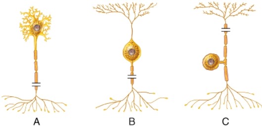 The name of the cell type indicated by the (b) in the diagram is: _____.  