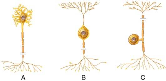 The name of the cell type indicated by the (c) in the diagram is: _____.  