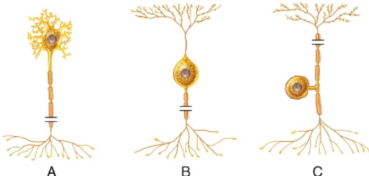 The cell type that represents most sensory neurons is the one labeled _____.  <div style=padding-top: 35px> 