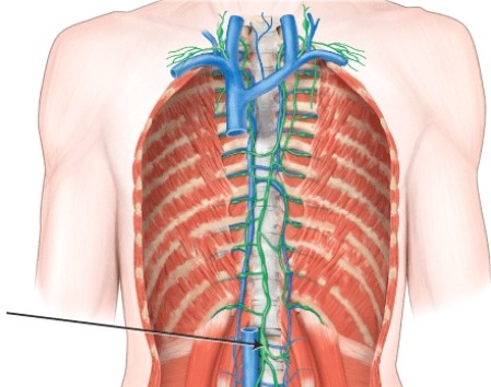 This structure serves as the beginning of the _____.   A)  azygos vein B)  thoracic duct C)  left bronchomediastinal trunk D)  right lymphatic duct