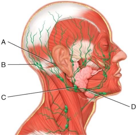 Which of the following lymph nodes is responsible for draining the chin, lips, nose, nasal cavity, cheeks, gums, inferior surface of palate, and anterior portion of tongue?   A)  A B)  B C)  C D)  D