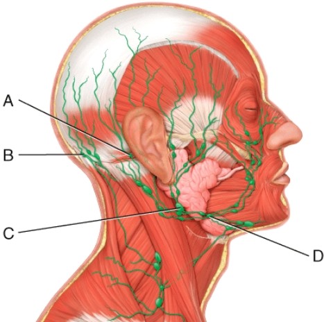 Which of the following nodes belong to the largest group of nodes in the neck forming a chain extending from the base of the skull to the root of the neck?   A)  A B)  B C)  C D)  D