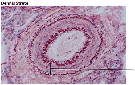 This blood vessel tissue layer is most responsible for:   A)  regulating blood flow and blood pressure B)  helping to limit the loss of blood when vessels are damaged C)  regulating the diameter of the lumen wall D)  ALL of these choices