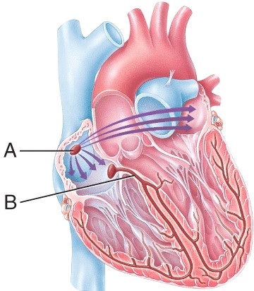 Match the component of the conduction system of the heart with the description. Atrioventricular (AV)  bundle (bundle of His) :   A)  carry depolarization wave toward apex of heart B)  the electrical connection between the atria and the ventricles