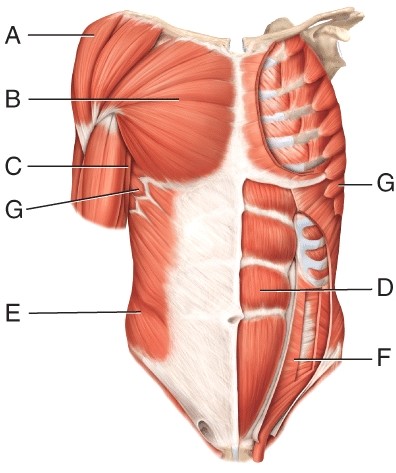 The muscle indicated by line G   A)  depresses the scapula B)  abducts the sapula C)  inserts on the lateral border D)  is innervated by the dorsal scapular nerve E)  is the swimmer's muscle