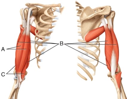What muscle is indicated by line B?  