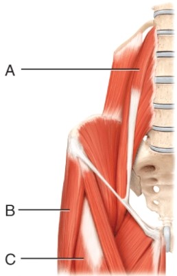 The muscle indicated by line B originates from the _____ and inserts on the _____.   A)  ilium, femur B)  ilium, tibia C)  ischium, femur D)  ischium, tibia