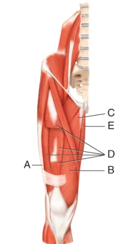 What muscle is indicated by line B?  