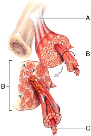 The structure that is labeled A is referred to as a ligament.  