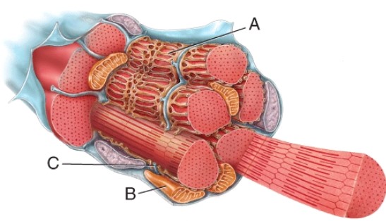 Identify this organelle of the muscle fiber (cell)  labeled A.   A)  Golgi complex B)  sarcoplasmic reticulum C)  nucleus D)  mitochondrion