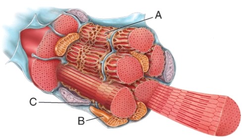 Identify this organelle of the muscle fiber (cell)  labeled B.   A)  myofibril B)  sarcoplasmic reticulum C)  nucleus D)  mitochondrion