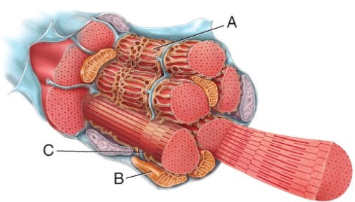 Identify features of this muscle fiber (cell)  structure labeled C.   A)  invagination of the sarcolemma B)  open to the outside of the cell C)  muscle action potentials are able to propagate through D)  All of the choices are features