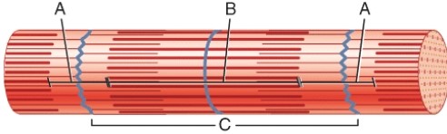 This structure labeled C extends from M-line to M-line.  