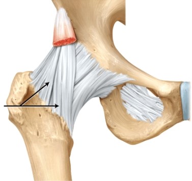 The line is pointing to the _____ ligament.