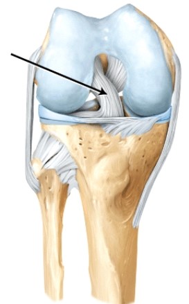 The line is pointing to the _____ ligament.