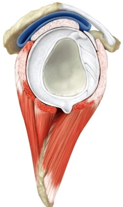 Name the joint shown below.