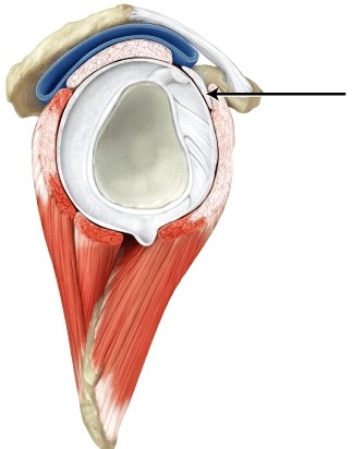 The line is pointing to the _____ ligament.