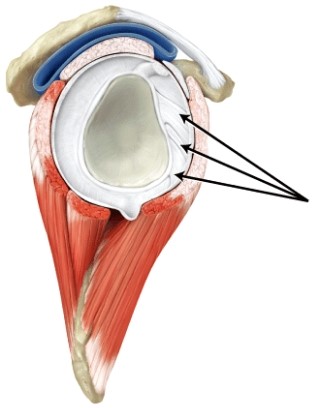 The line is pointing to the _____ ligaments.