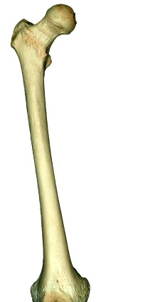This is an ______ view of the _____.   A)  anterior; tibia B)  posterior; tibia C)  anterior; femur D)  posterior; femur