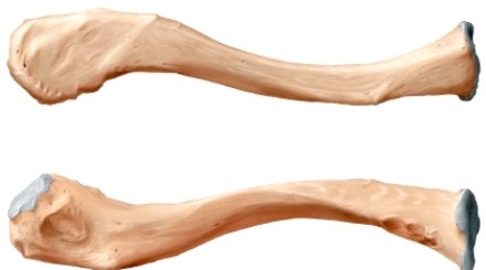 The bone illustrated is the _____.  