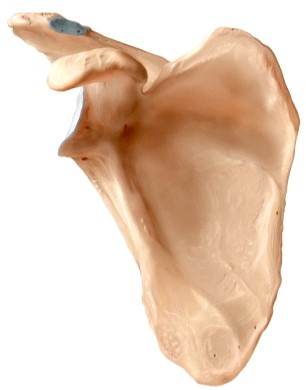 The bone illustrated is the _____.  