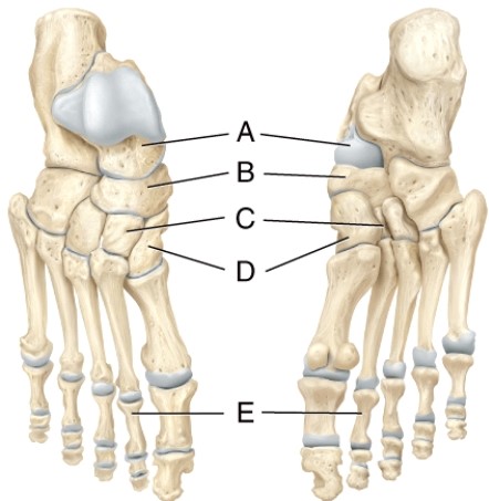Identify the navicular bone.   A)  A B)  B C)  C D)  D E)  E