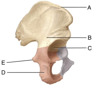 Identify the ischial tuberosity.   A)  A B)  B C)  C D)  D E)  E