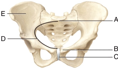 Which structure separates the true pelvis from the false pelvis?   A)  A B)  B C)  C D)  D E)  E