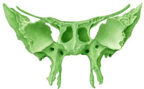 The illustrated bone is the _____ bone.  <div style=padding-top: 35px> 
